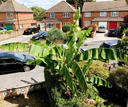  Questa pianta di banano si trova nel giardino di una casa nel Surrey, a circa 25 km dal centro di
